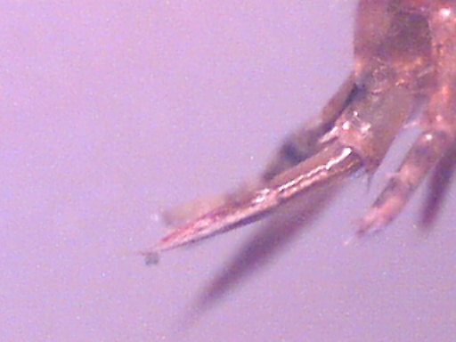 Piccoli crostacei raccolti dal Po vicino a Settimo Torinese
